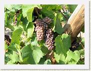 2005-09-04 11-03-16 Sept 65,4mm 1_160_eme F5,0 * 2592 x 1944 * (1.42MB)